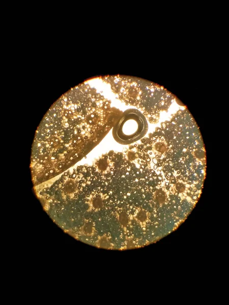 Fragmento Sección Transversal Del Tallo Maíz Bajo Microscopio — Foto de Stock