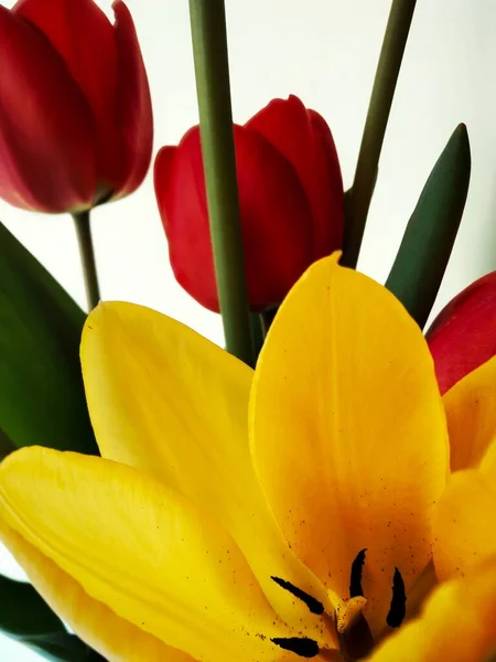 Tulipano Giallo Sfondo Bianco Tulipano Giallo Primo Piano Girato Sotto — Foto Stock