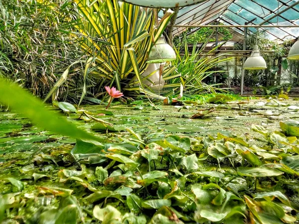 Lotuses in the lake.Piece pond in the greenhouse. Aquatic plants in the block lake in the botanical garden. Lotus, water lily