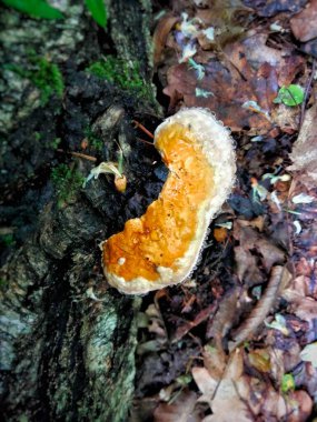Weeping mushroom in the forest in the forest floor