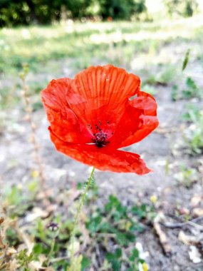 Red poppy in the field.Red flower - red poppy with a fruit capsule, red pistils and thorns on a stem in a field