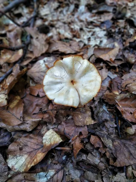 Mushroom Forest Small Beautiful Mushroom Forest Litter Rain Summer — Photo