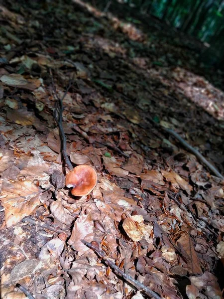 森のキノコ 森の床に小さな腎臓状のキノコ — ストック写真