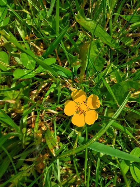 Buttercup Surrounded Grass Yellow Buttercup Flower Surrounded Grass Summer Sunny — Photo