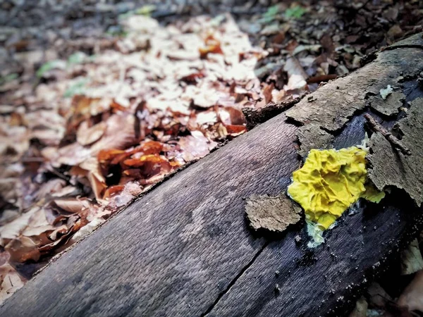 Yellow Mushroom Tree Yellow Mushroom Tree Forest Rain — Photo