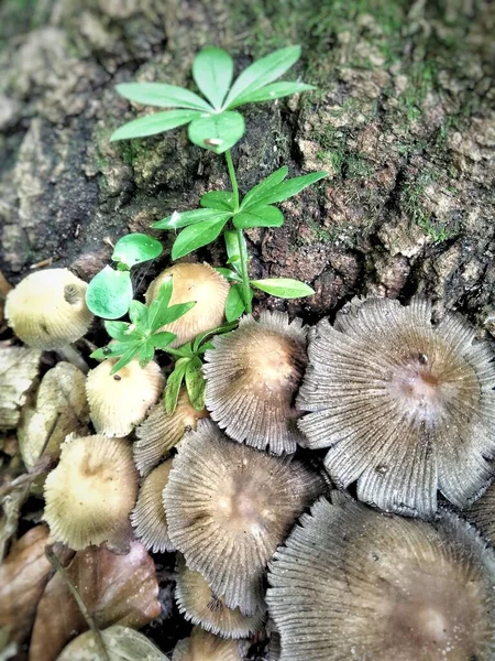 Gruppo Funghi Letame Inchiostro Nella Lettiera Forestale — Foto Stock