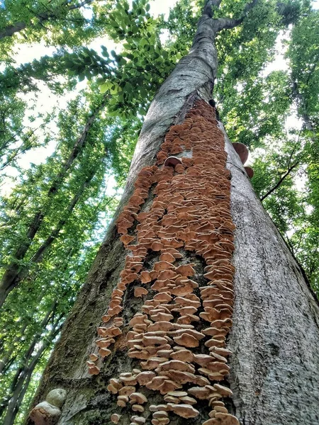 Tinder Fungus Tree Tinder Fungus Parasitizes Tree Forest Summer — Photo