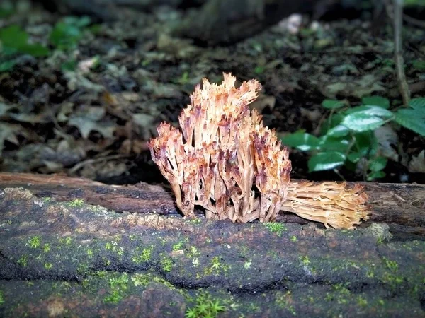 Mushroom Noodles Mushroom Coral Mushroom Noodles Mushroom Coral Forest Rain — Photo