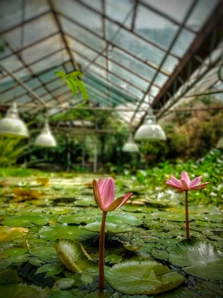 Lotuses in the lake.Piece pond in the greenhouse. Aquatic plants in the block lake in the botanical garden. Lotus, water lily