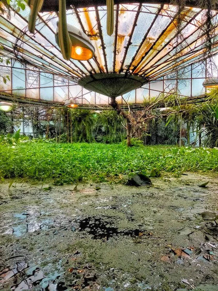 Greenhouse of aquatic tropical plants.Greenhouse for aquatic plants with a piece reservoir. Water lily, glechik, duckweed, agave