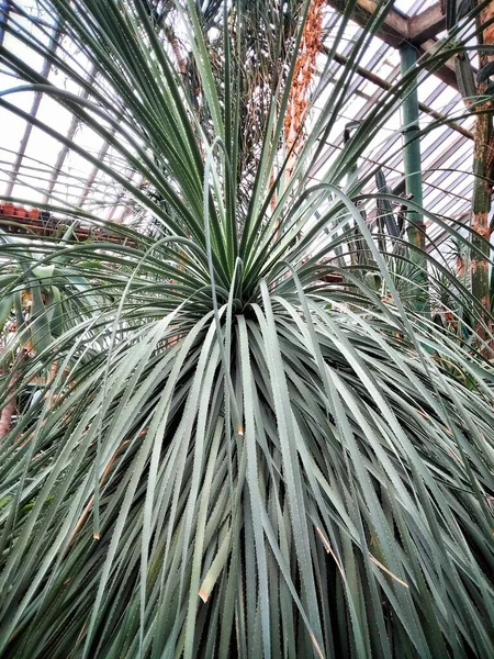 Agave blue in the greenhouse.Blue agave in the greenhouse of tropical plants close up