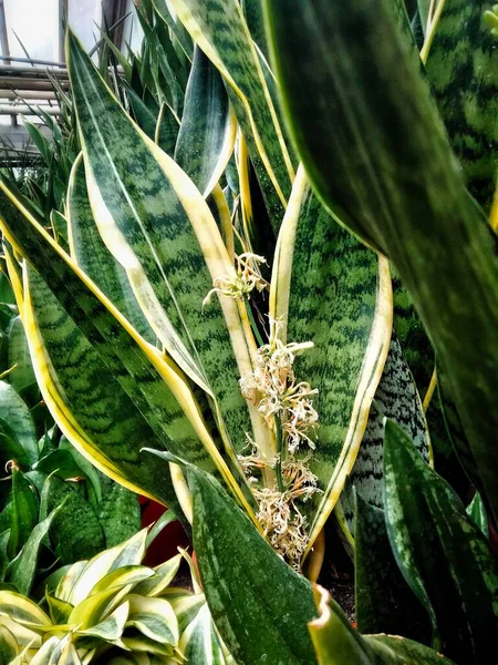 Sansevieria Trifasciata Tropical Растение Интересными Листьями Кастрюле Теплице Ботанического Сада — стоковое фото