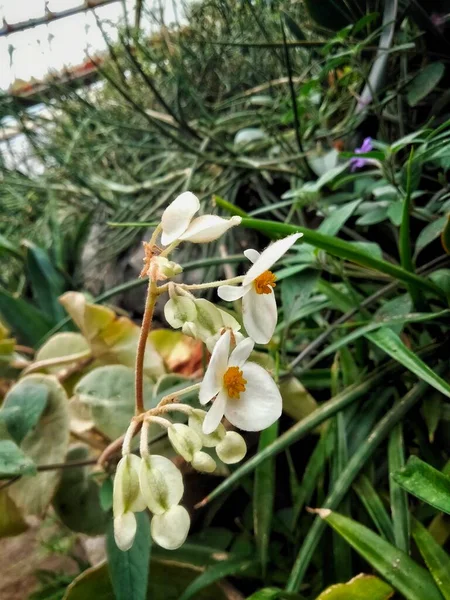 Phalaenopsis White Flowers Phalaenopsis Epiphytic Tropical Plant Greenhouse Botanical Garden — 스톡 사진