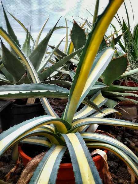American Agave Suculent Agave American Close Greenhouse Tropical Plants Botanical — Stock Photo, Image