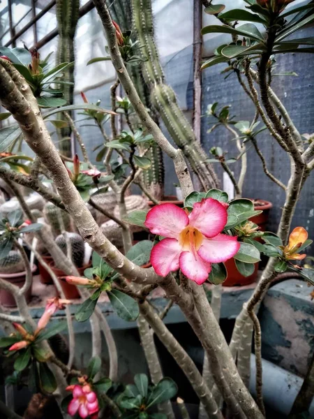 Flor Bicolor Tropical Solitária Adênio Florescente Com Flores Vermelhas Brancas — Fotografia de Stock