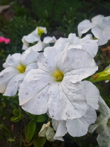 Flor Branca Petúnia Jardim Primavera Perto — Fotografia de Stock