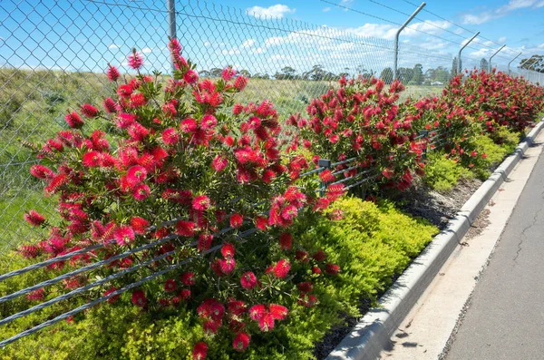 道端のメッシュワイヤーフェンスに沿っていくつかの開花ボトルブラシCallistemon植物 ブラシのような花を咲かせるオーストラリア原産の人気植物です — ストック写真