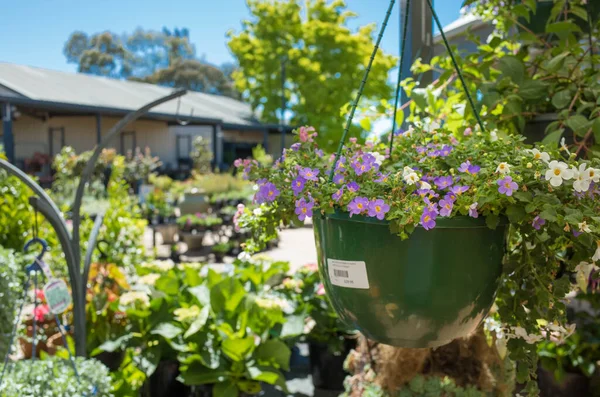 Close up of some purple flowers in a hanging basket pot with a blurry background of a nursery shop.