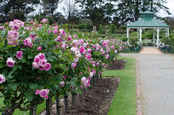 Melbourne Vic Australia Oct 24Th 2020 Row Blooming Pink Rose — Stock Photo, Image