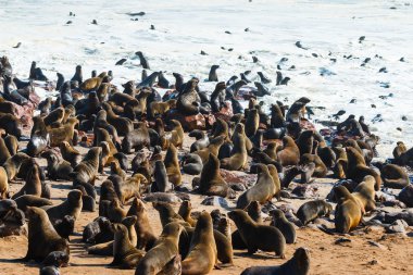 Cape kürk fokları bırakarak ocean girme