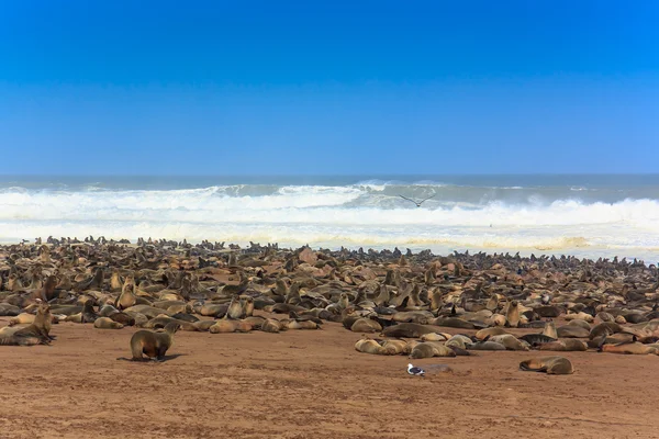 Группа морских котиков на пляже Кейп-Кросс — стоковое фото