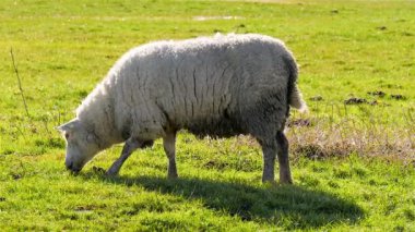 Koyun otlatma alanı içinde