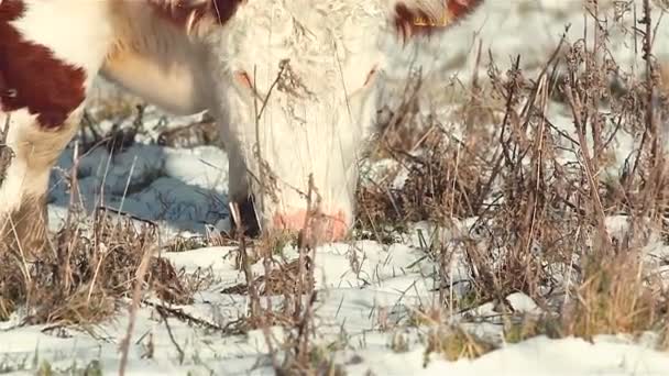 Highland Ganado buscando comida en invierno — Vídeos de Stock