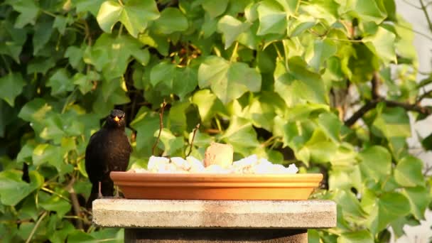 Oiseau noir observer et manger du pain — Video