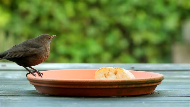 Canción trush pájaro comer pan — Vídeos de Stock