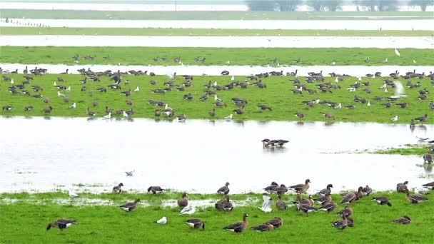 Oie dans le delta de l'eau Pays-Bas — Video