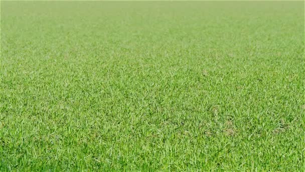 Grasveld verplaatsen van wind — Stockvideo