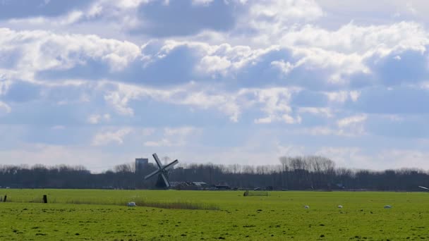 Historic windmill pasture Netherlands — Stock Video