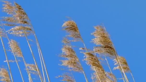 Schilfspitzen bewegen sich durch Wind — Stockvideo