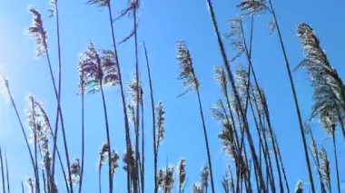 Reed ipuçları güneş ışığı