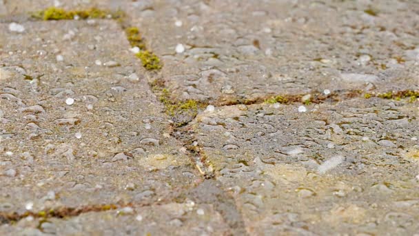 Hail falling street slow motion — Stock Video