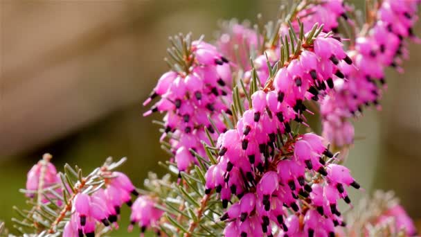 Hail falling on pink heath — Stock Video