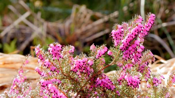 Pink heath with insects — Stock Video