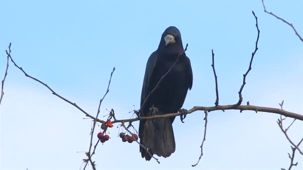 乌鸦坐在树上吃浆果 — 图库视频影像