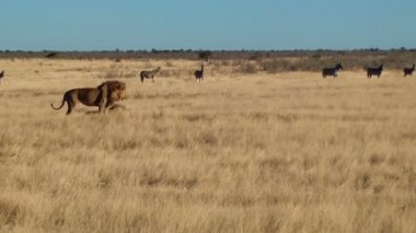 Erkek aslan esneme yürüyüş sit zebralar etkin Namiba Afrika arka plan