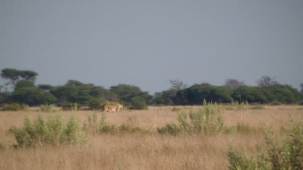 Female lion mother with cubs walking crossing field — Stock Video