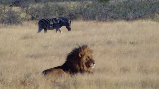 Male lion lick tongue zebras background Etosha Namiba Africa — Stock Video
