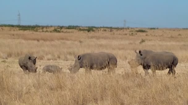 Ρινόκερος οικογένεια λαθροθηρία κέρατο Νότια Αφρική — Αρχείο Βίντεο