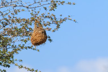 Dalda asılı weaver kuş yuva
