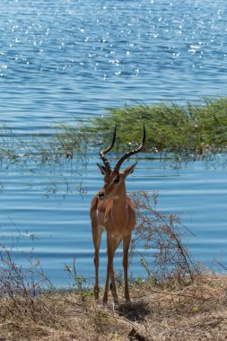 Impala ayakta Chobe nehir kenarında Botsvana Afrika