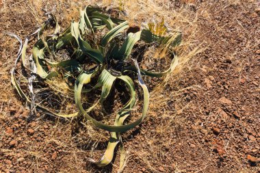 Namibya Çölü'nde eski welwitschia