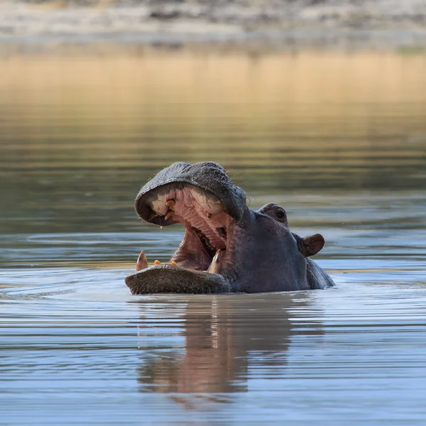 Hippo huvudet ovanför vattenytan Afrika — Stockfoto