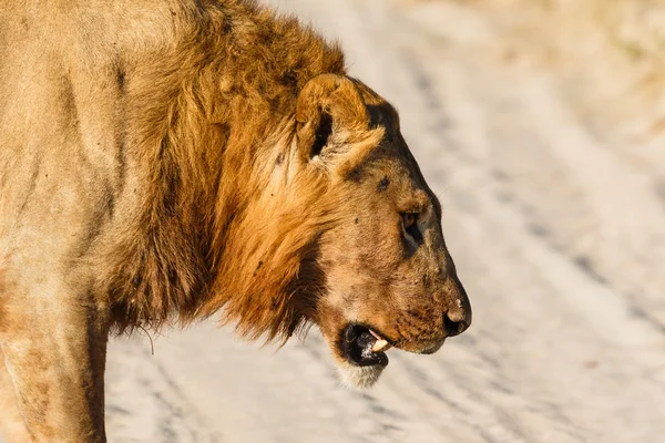 Mannetjes leeuw verloren strijd — Stockfoto