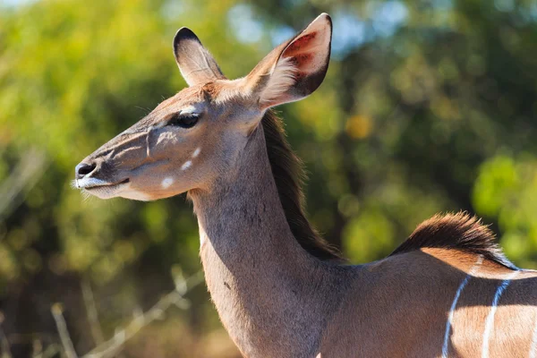Greater kudu close up in Chobe Botswana Africa — Stock Photo, Image