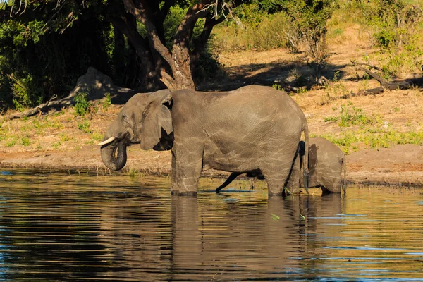 Mother and baby elephant drinking river Chobe — Stock Photo, Image