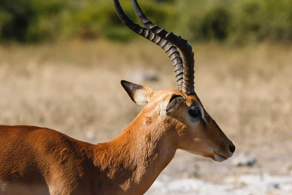 Gros plan impala Botswana — Photo